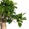 Potted Big Bonsai Ficus Ginseng - Image 3