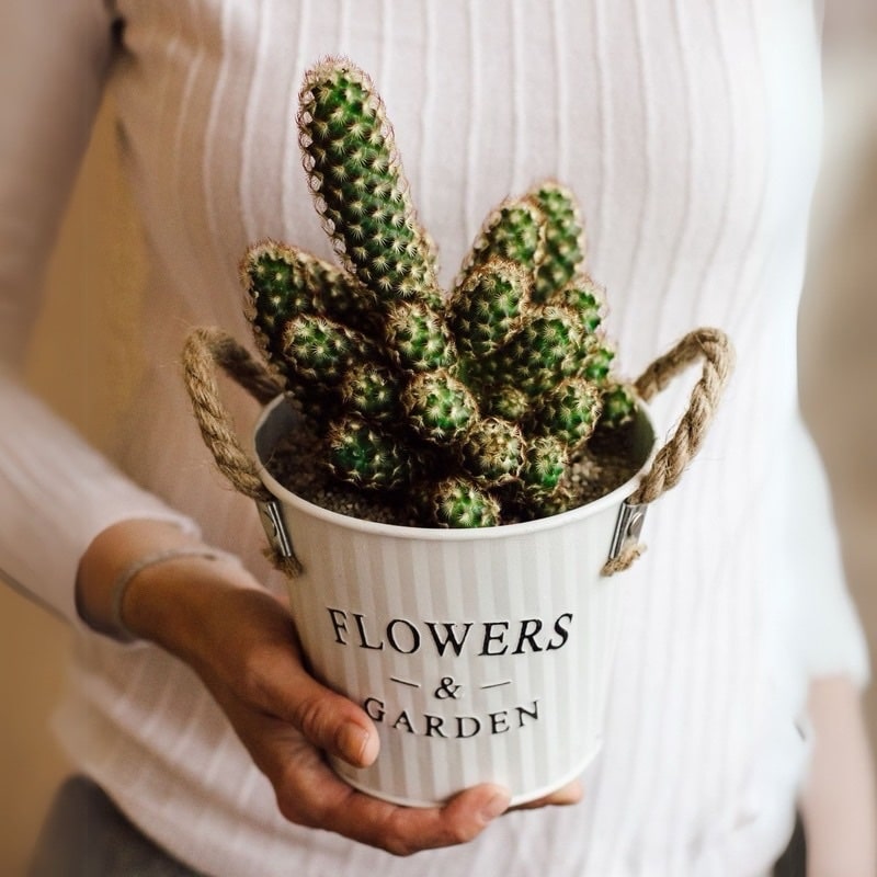 Cactus Mammillaria Elongata