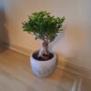 Potted Big Bonsai Ficus Ginseng
