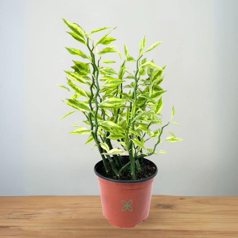 Euphorbia Tithymaloides Variegata