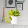 Potted Golden Neon Pothos With White Ceramic Pot
(Table Plant) - Image 2