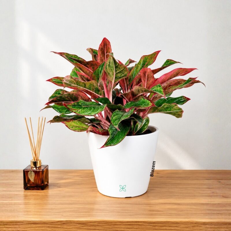Potted Aglaonema Crete – Chinese Evergreen With White Ceramic Pot