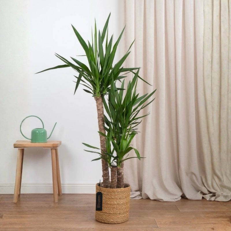 Yucca elephantipes - Spineless Yucca-
3 stems