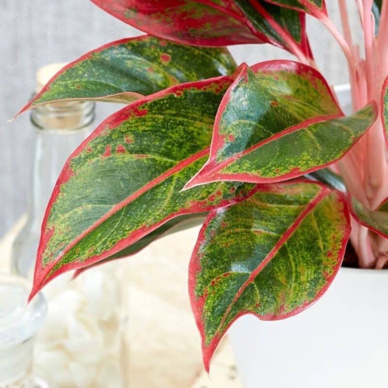 Potted Aglaonema Crete – Chinese Evergreen With White Ceramic Pot - Image 2