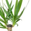 Yucca elephantipes - Spineless Yucca-
3 stems - Image 3