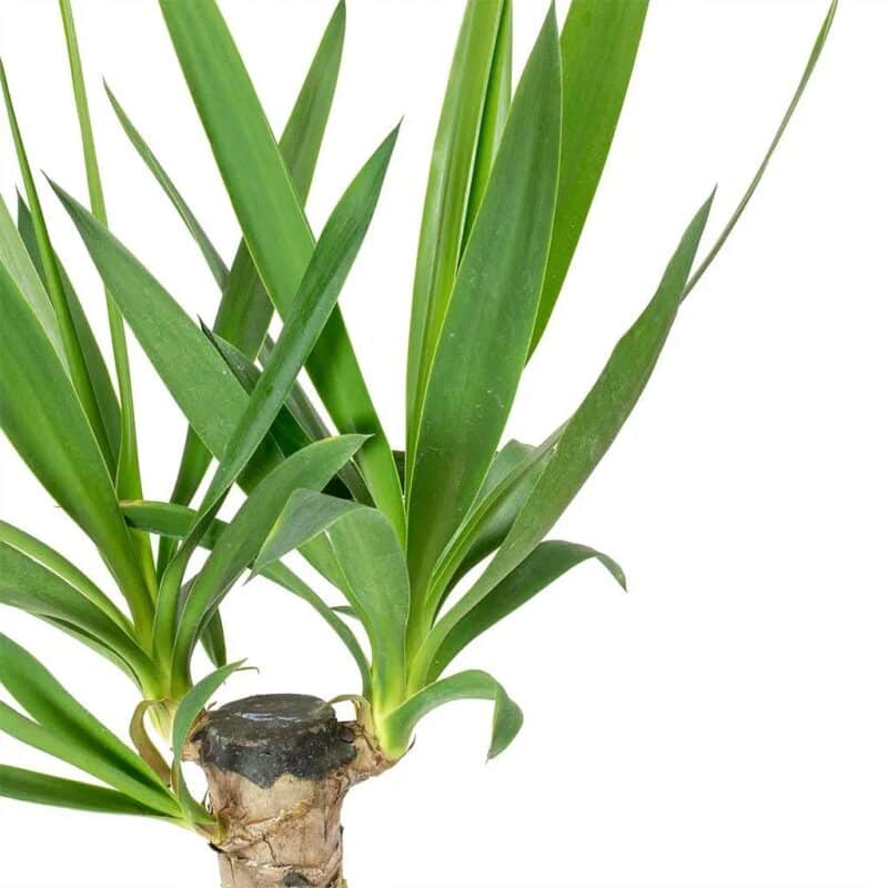 Yucca elephantipes - Spineless Yucca-
3 stems - Image 3