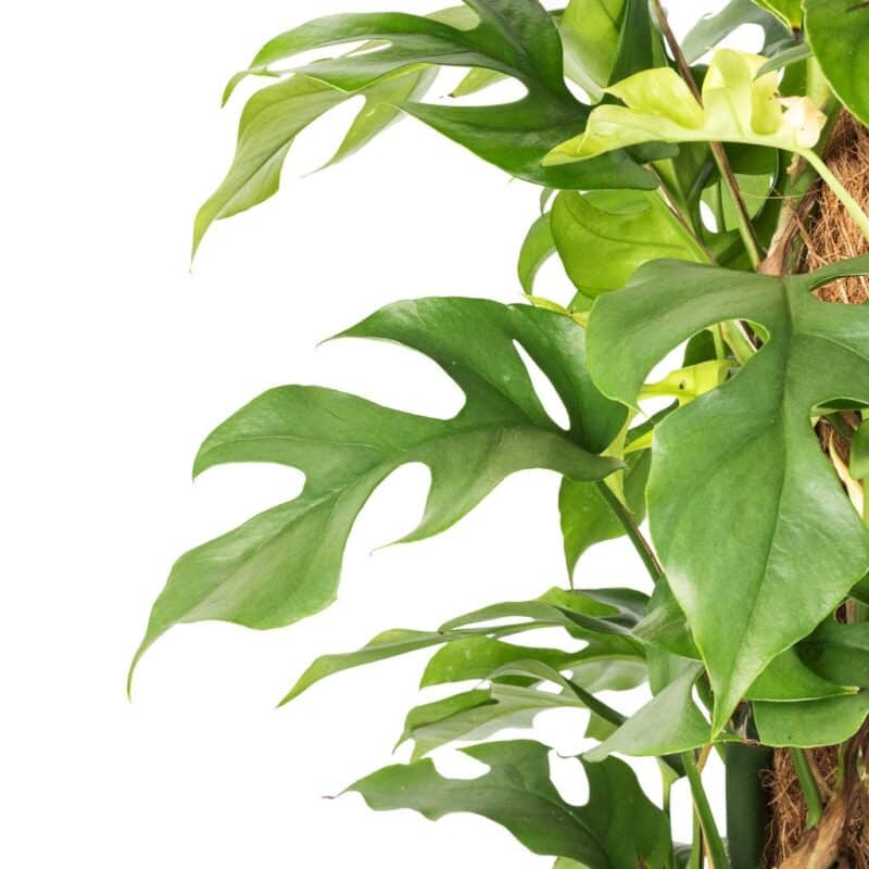 Monstera minima - Moss Pole-
Rhaphidophora tetrasperma - Image 3