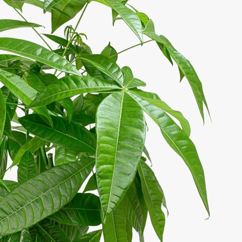 Pachira aquatica – Money Tree 
(Table Plant) - Image 2
