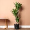 Yucca elephantipes - Spineless Yucca-
3 stems