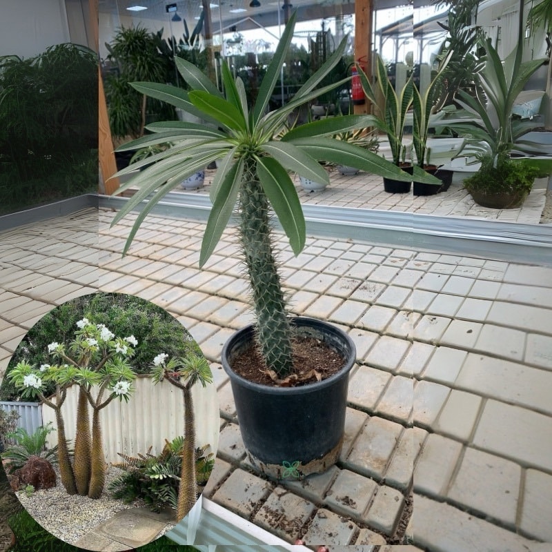 Madagascar Palm-Pachypodium Lamerei
