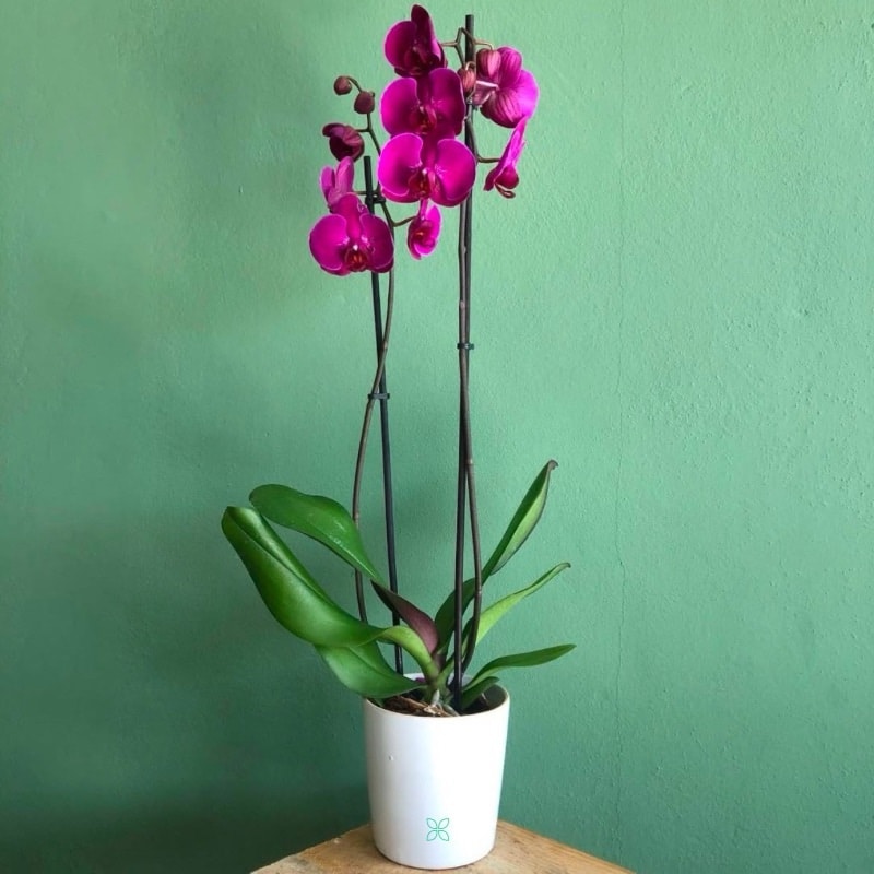 Purple Orchids With White Ceramic Pot