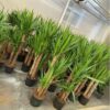 Yucca elephantipes - Spineless Yucca-
3 stems - Image 2