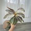 Cordyline 'Chocolate Queen' - Image 2