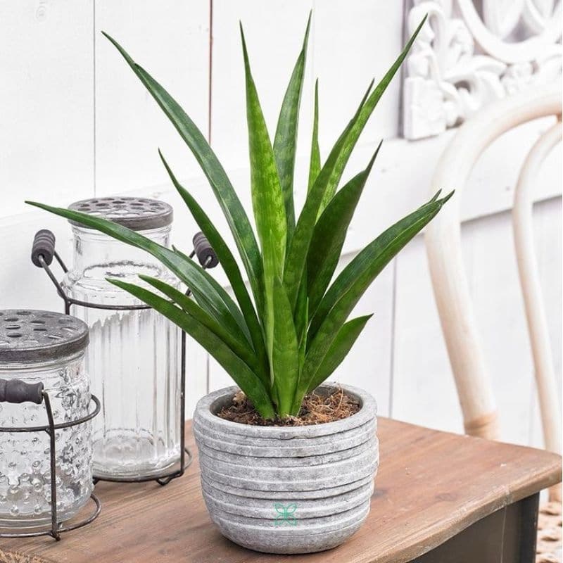 Sansevieria kirkii - Star Sansevieria