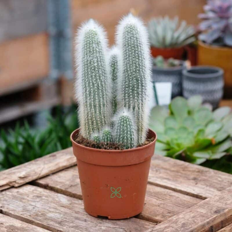 Silver Torch Cactus-Cleistocactus strausii