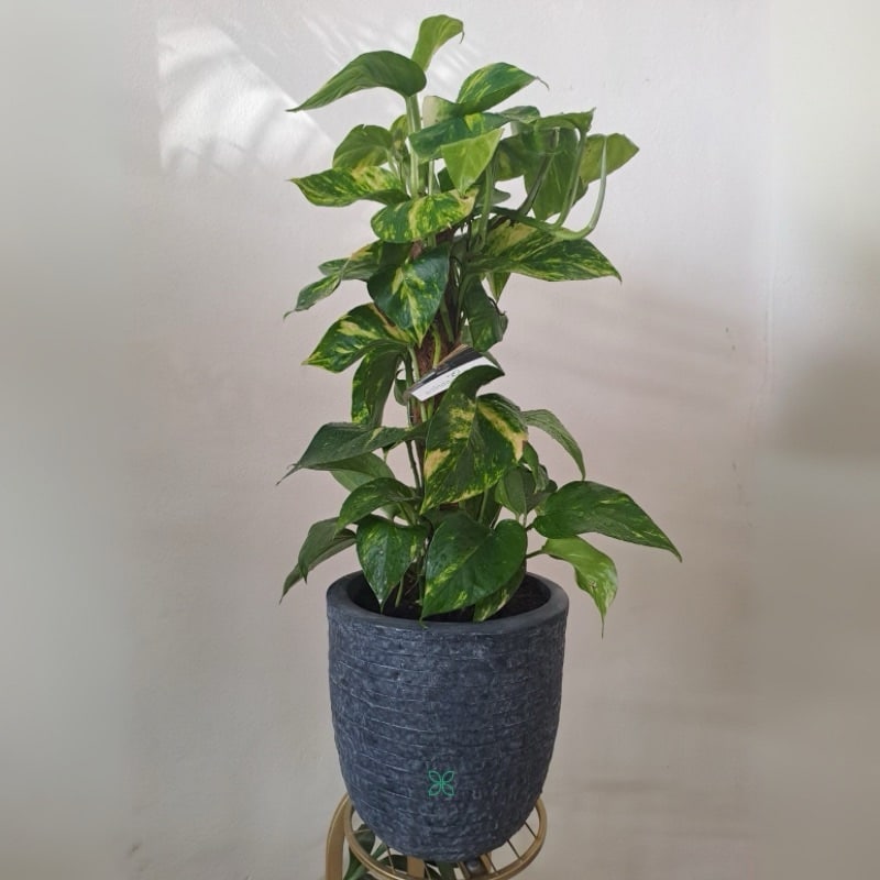 Potted Money Plant-Golden Pothos