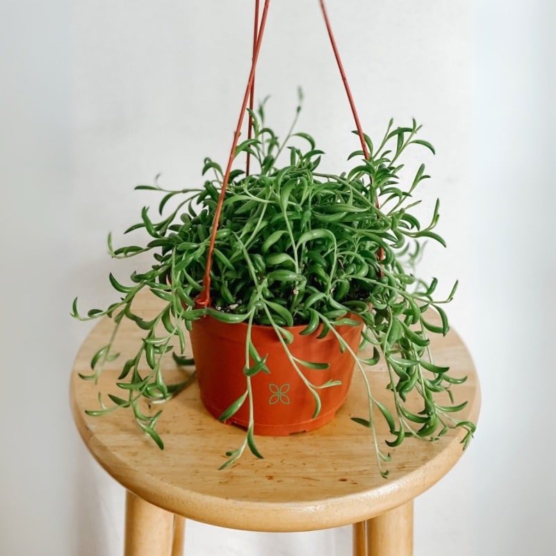 String of bananas-Senecio radicans