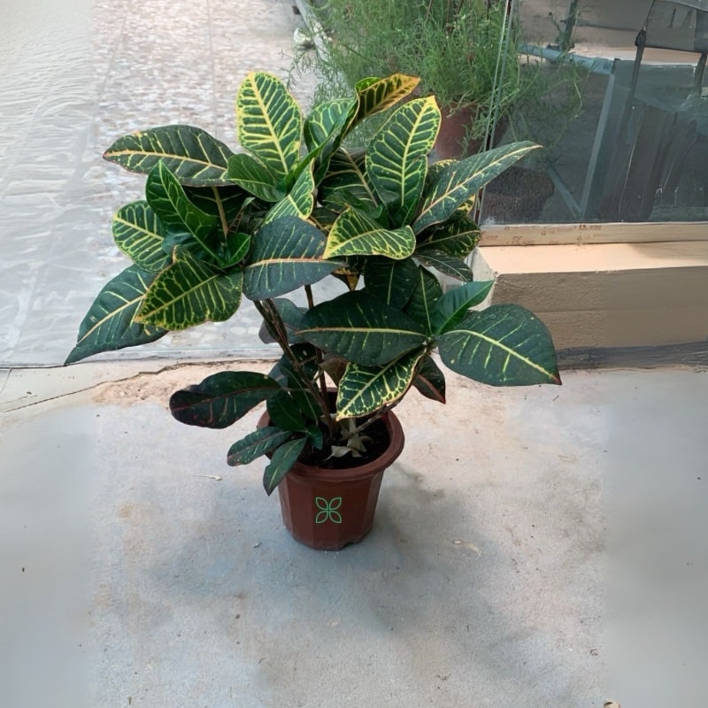 Croton Codiaeum 'Petra' multicoloured