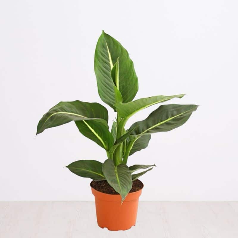 Dieffenbachia Green Magic