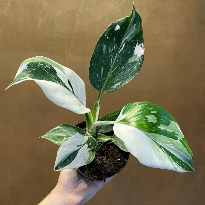 Philodendron ‘White Wizard’