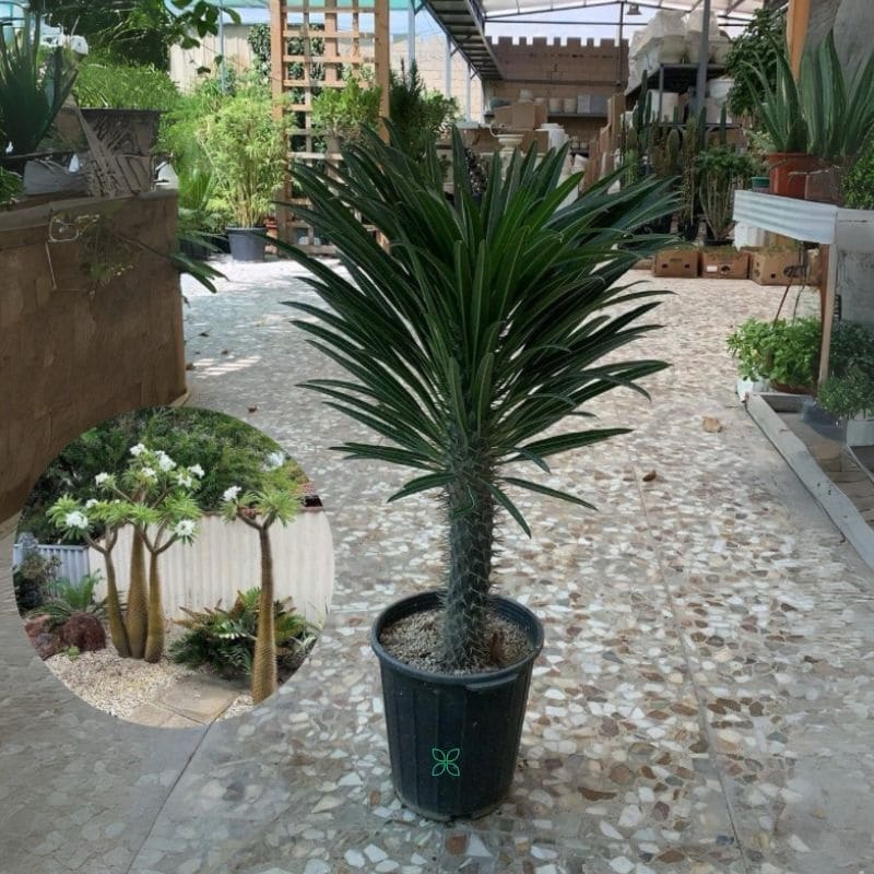 Madagascar Palm-Pachypodium Lamerei
Bushy