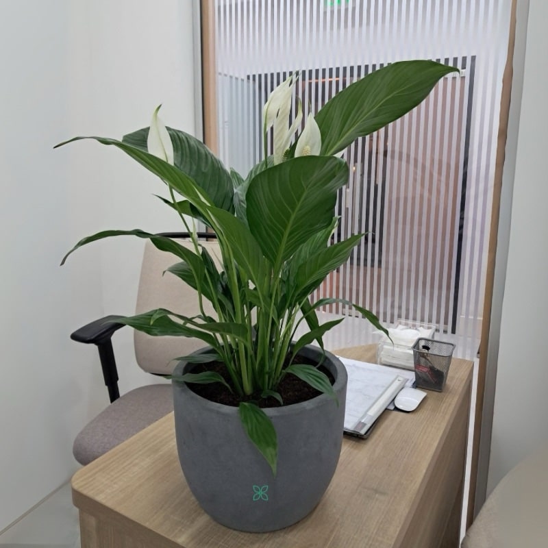 Potted Big Peace lily