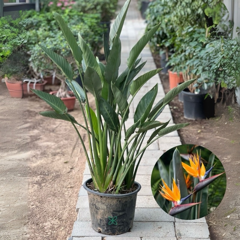 Bird of Paradise-Strelitzia Reginae