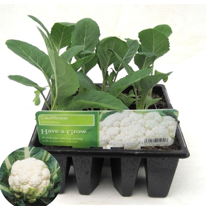 Cauliflower Plant
Small
(1 Plant)