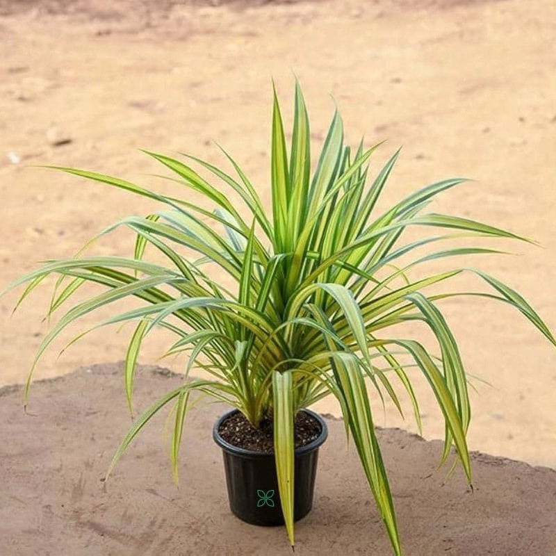 Pandanus Baptistii