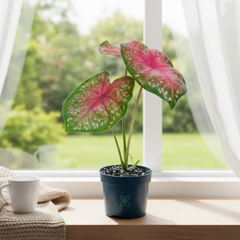 Caladium Pink Beauty
(Small)