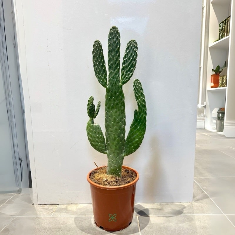 Cactus Opuntia consolea