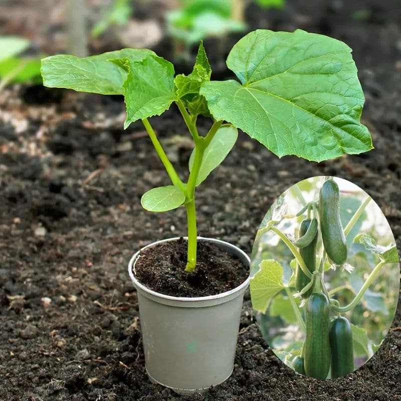 Cucumber Plant 
Small