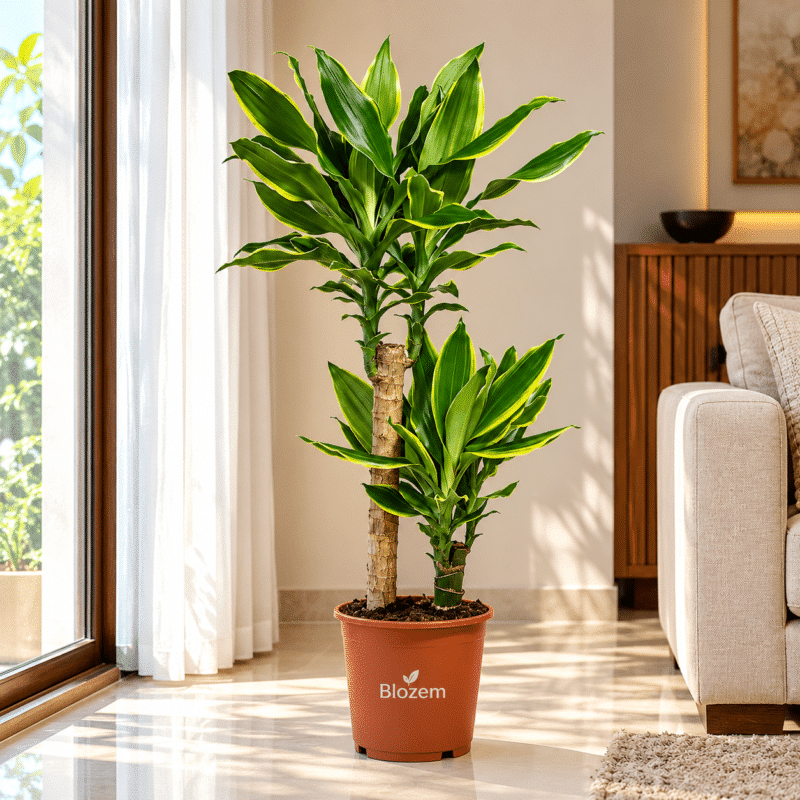 Dracaena fragrans Golden Coast - Multi
Stem