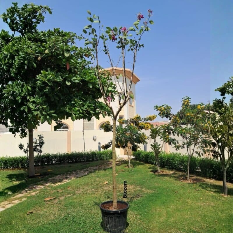 Bauhinia Purpurea Tree-Big Size
4.5 MTR