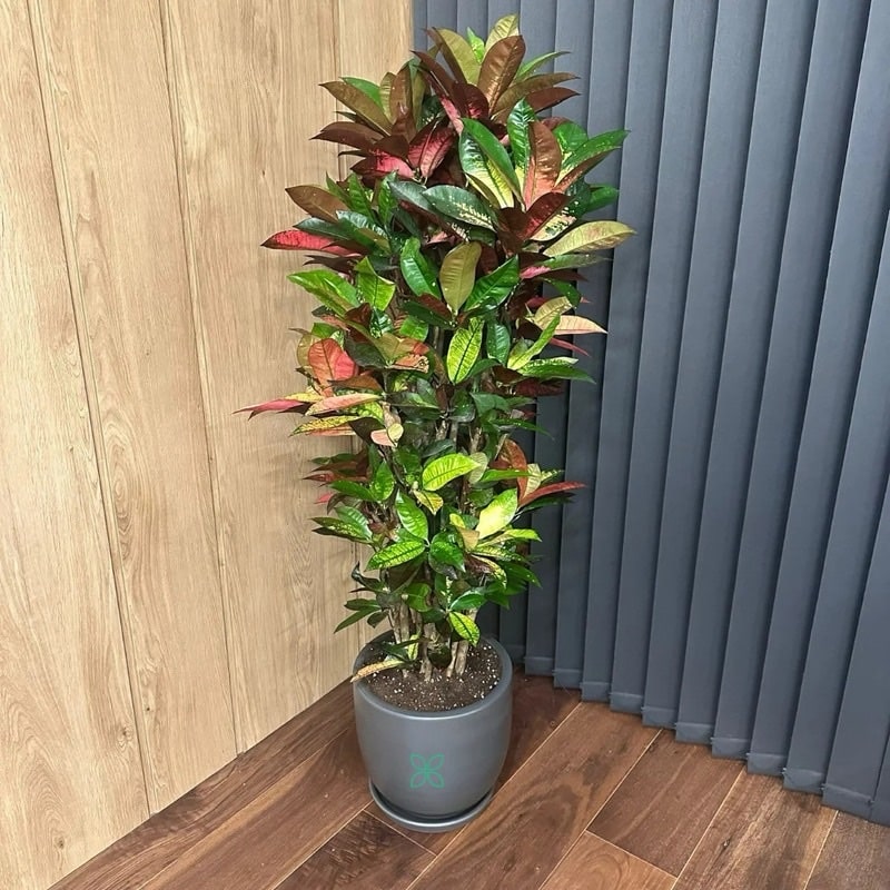 Codiaeum Iceton - Croton
100cm