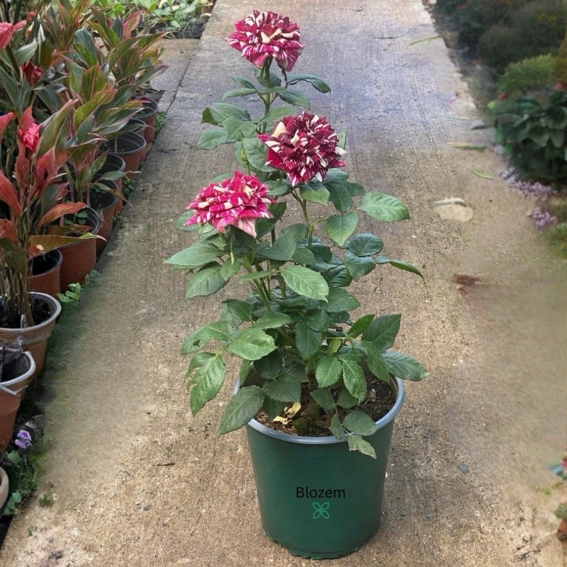 Abracadabra Rose Plant