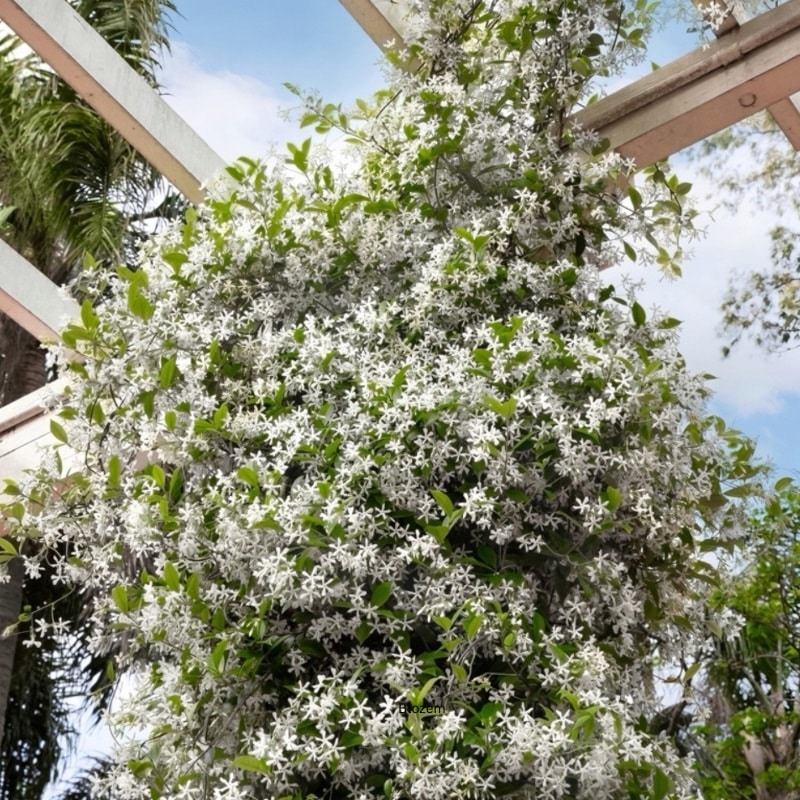 Jasminum grandiflorum 4 Stick
(Climber) - Image 3