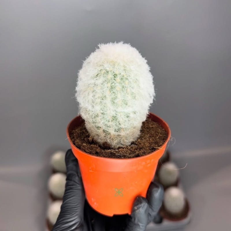 Espostoa lanata Cactus