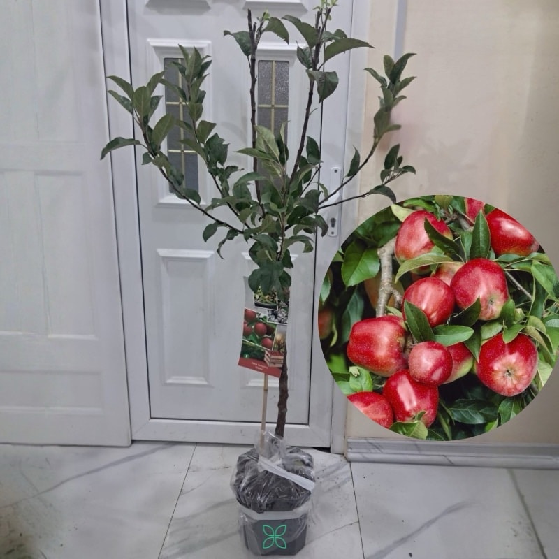 Apple tree-Malus domestica Gloster
160cm