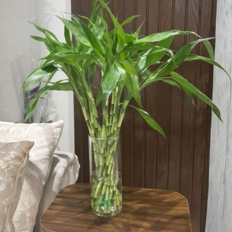 Lucky Bamboo Stick in Glass Vase – Bamboo Plant 70cm(9 plant)