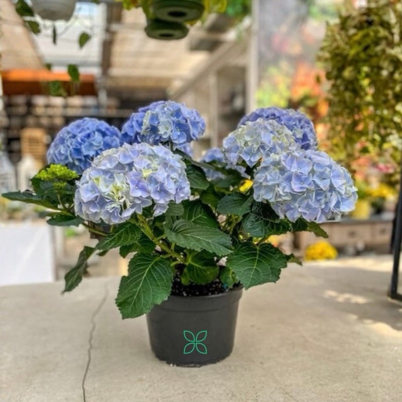 Hydrangea Plant Blue