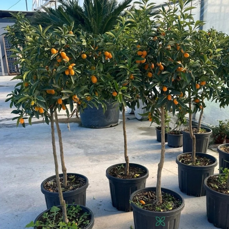 Kumquat Tree (Fruit Plant)
Big Size