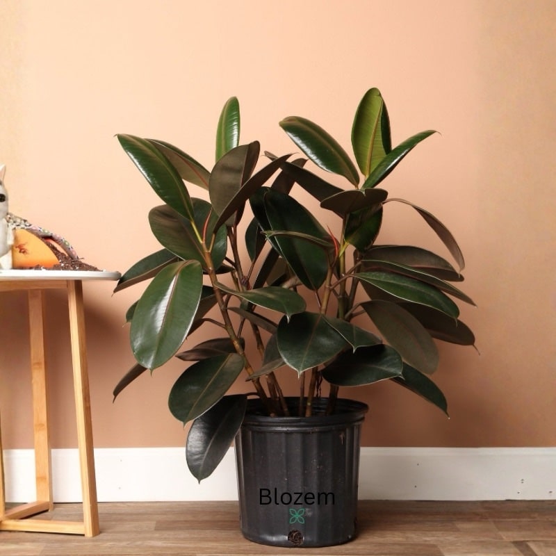 Rubber plant Ficus Elastica-5 Stem