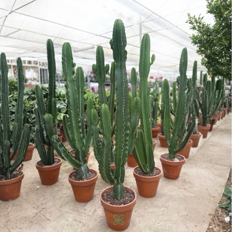 Euphorbia ingens - Candelabra Tree-Cowboy Cactus
Big Size