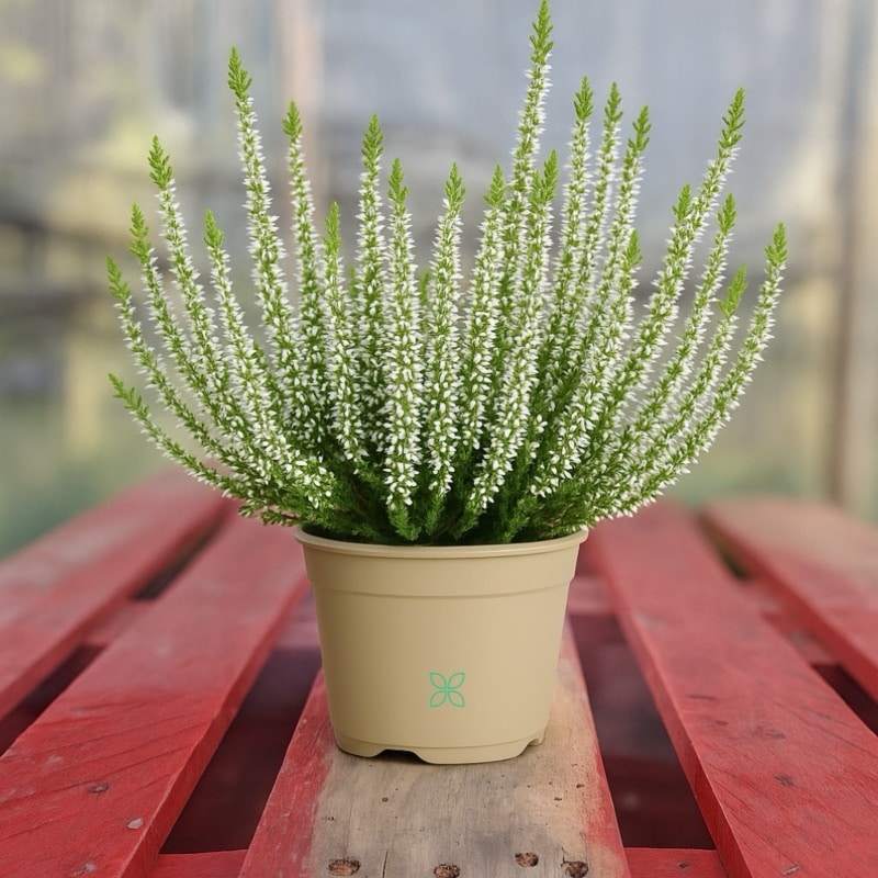 Calluna Vulgaris White
