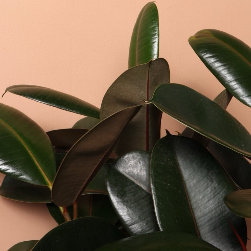 Rubber plant Ficus Elastica-5 Stem - Image 3