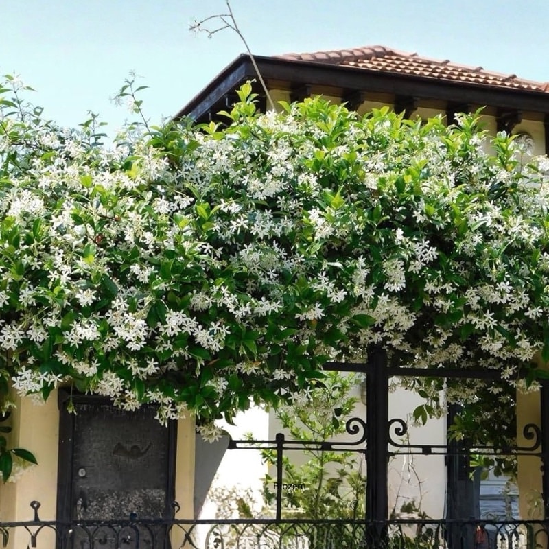 Jasminum grandiflorum 4 Stick
(Climber) - Image 4