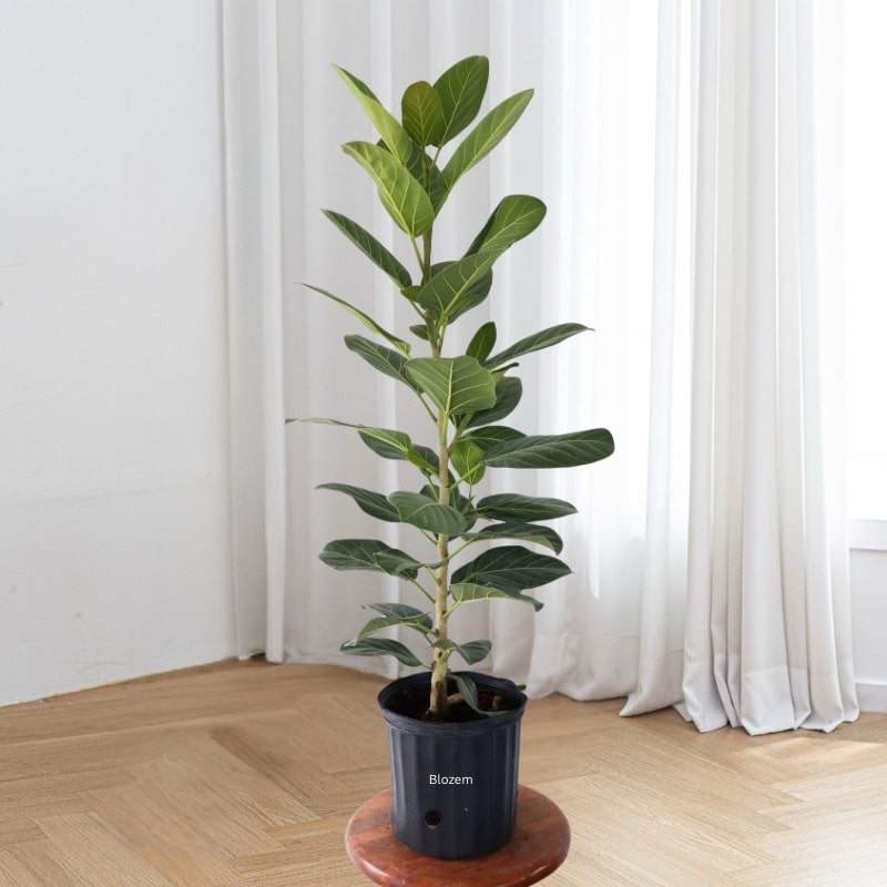 Ficus benghalensis Audrey
100cm