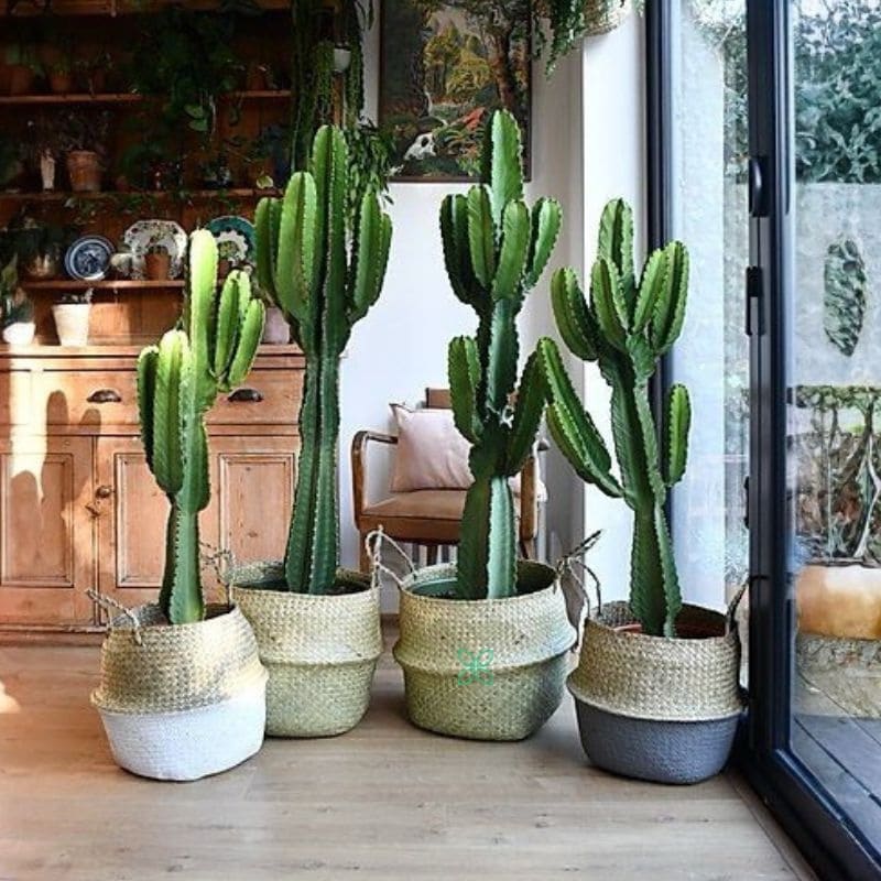 Euphorbia ingens - Candelabra Tree-Cowboy Cactus
Big Size - Image 3