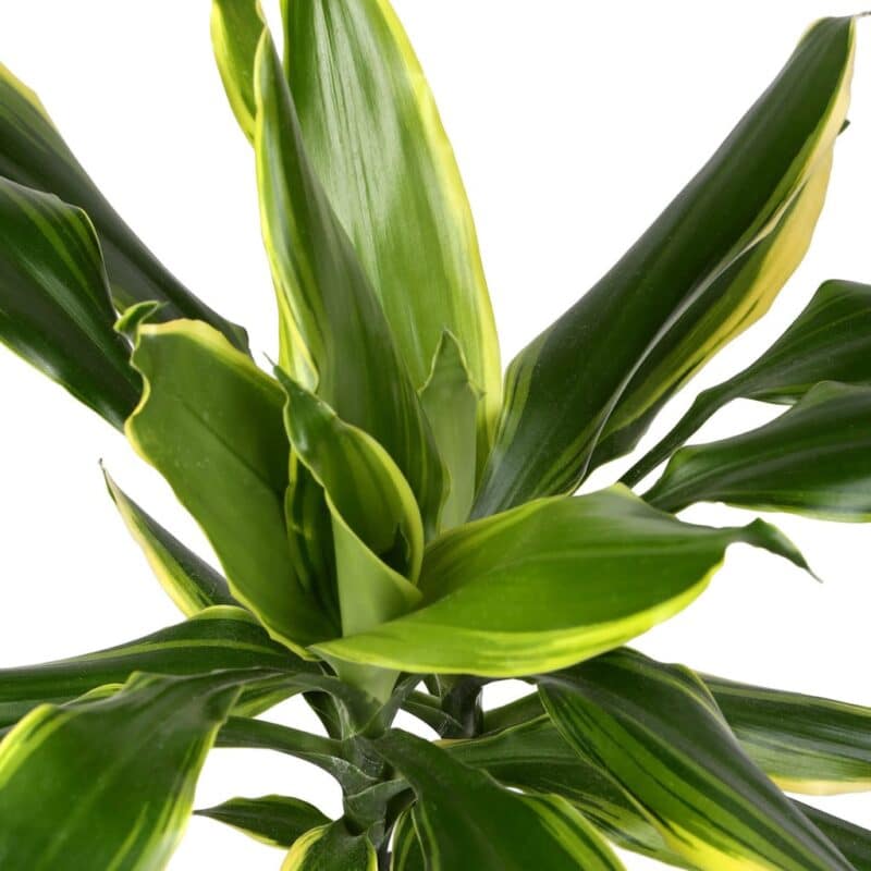 Dracaena fragrans Golden Coast - Multi
Stem - Image 3